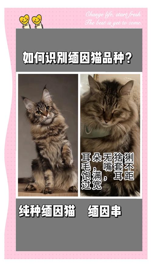 定西缅因猫正宗怎么选？三大购买渠道对比与避坑指南