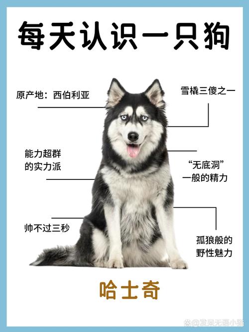 2026雅安哈士奇纯种排行:专业犬舍推荐与价格口碑解析