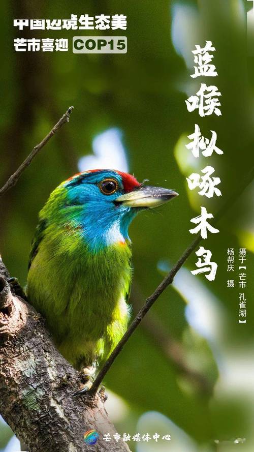 黑河观赏鸟门店多少钱？2026年本地主流品种价格区间与选购避