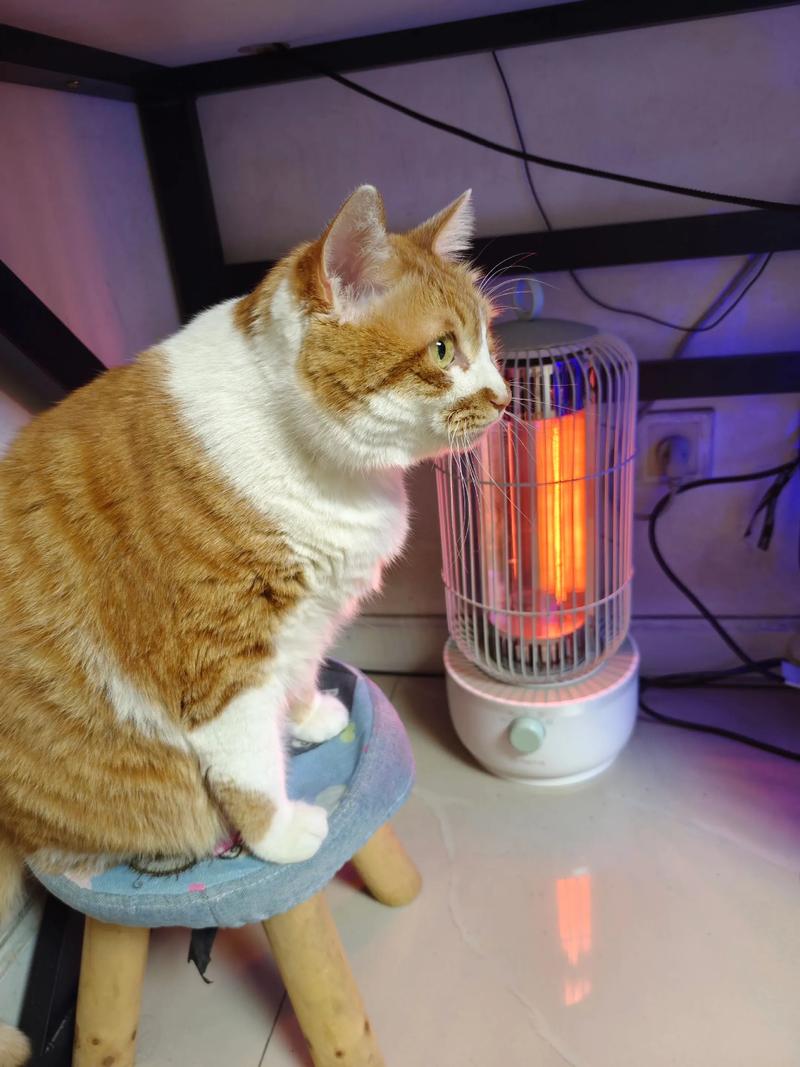 2026白城橘猫正宗前3强推荐：正规繁育与口碑盘点