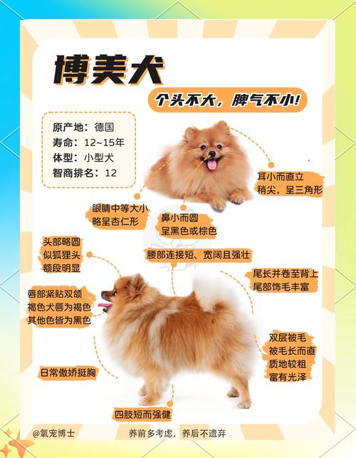 2026韶关博美出售正规渠道选购指南与避坑清单