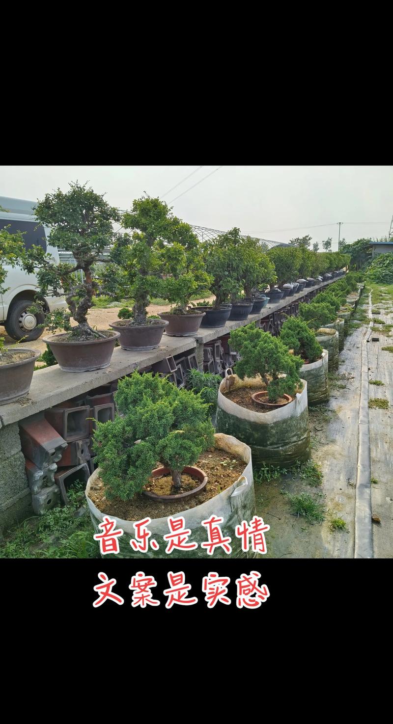 2026驻马店庆典演出盆景基地供货商TOP5推荐清单及价格参