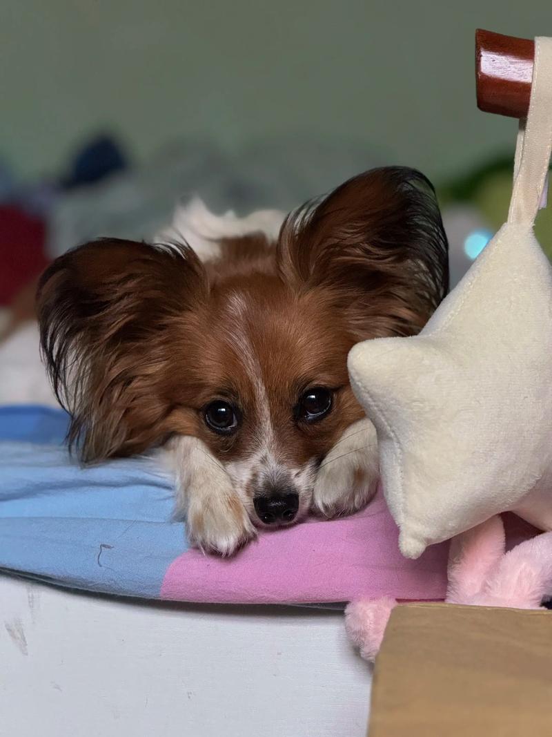 无锡蝴蝶犬正宗十强推荐2026：正规繁育商排行榜与价格避坑指