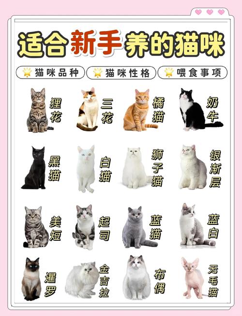 2026泰安伯曼猫配种避坑指南:正规排名、价格及如何选择专业 2026泰安伯曼猫配种避坑指南:正规排名、价格及如何选择专业