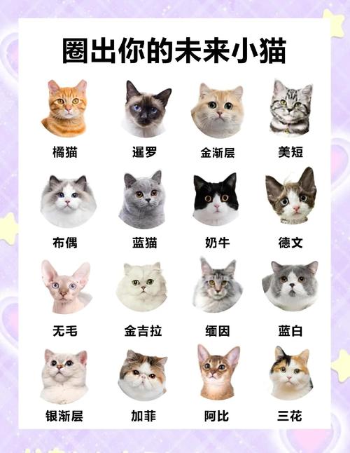2026泰安伯曼猫配种避坑指南:正规排名、价格及如何选择专业 2026泰安伯曼猫配种避坑指南:正规排名、价格及如何选择专业
