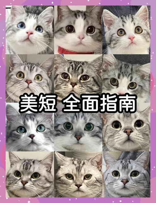 2026年保山美短虎斑正宗推荐与市场分析：正规繁育基地选购指