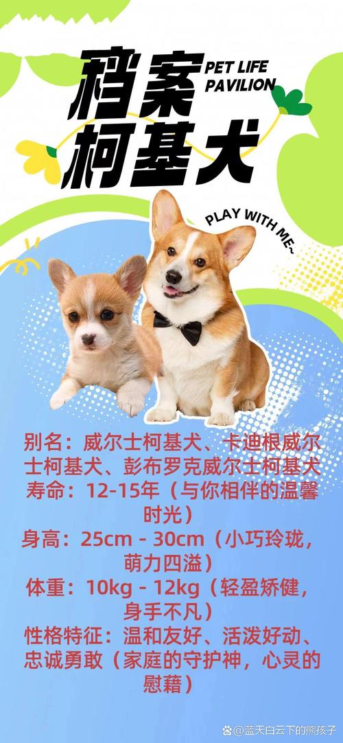 2026开封柯利犬出售正规渠道推荐：选购指南与避坑建议