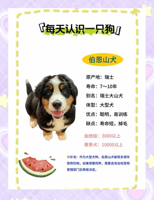 2026天水伯恩山配种前十:正规口碑推荐与避坑指南