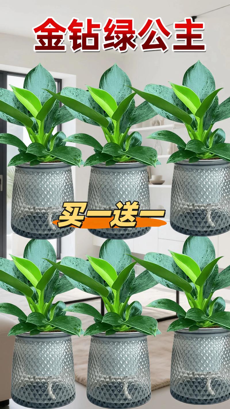 2026年贺州绿植盆栽代理商5大推荐:庭院风水布局与选购避坑