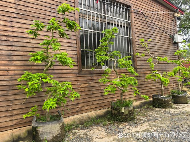 2026通化苗木盆景经销商怎么选?花艺定制与工程服务避坑指南