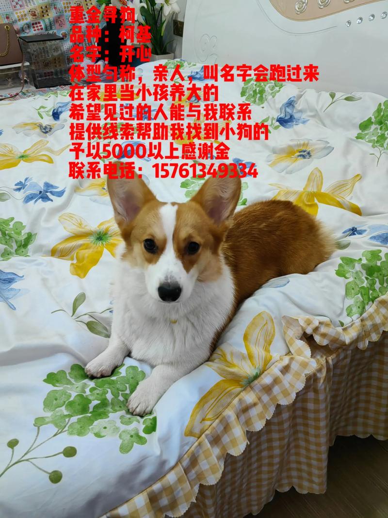 扬州柯利犬正宗专业:2026年正规犬舍选购指南与避坑盘点