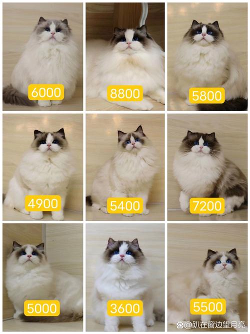 孝感布偶猫出售怎么选?2026年正规繁育渠道避坑与选购指南