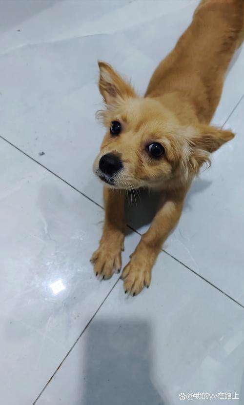 2026漳州蝴蝶犬出售价格与口碑分析:正规选购渠道及避坑指南