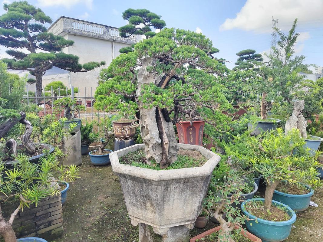 龙岩庆典演出盆景本地实体店排行榜：专业服务助您打造完美现场