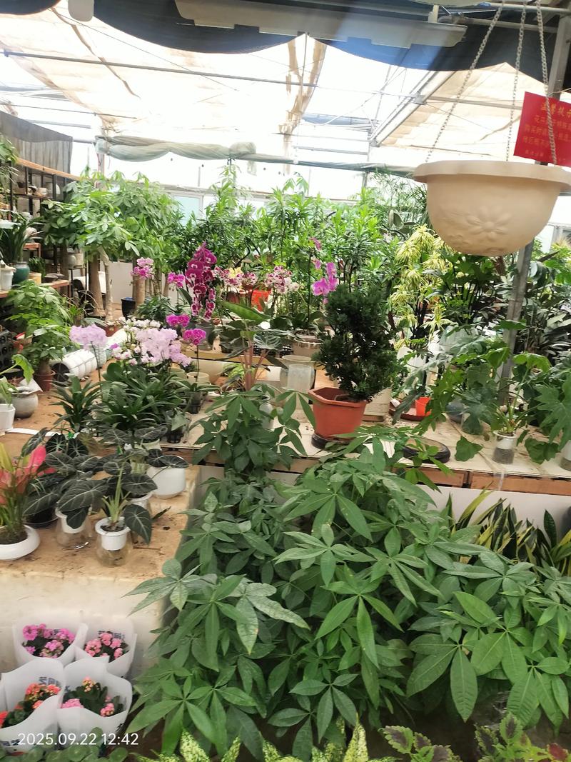 2026黑河鲜花绿植行业正规服务商推荐:从源头采购到工程施工