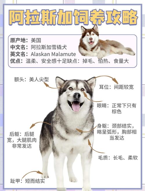 鹤壁阿拉斯加正宗怎么选?2026年购买方案对比与专业避坑指南