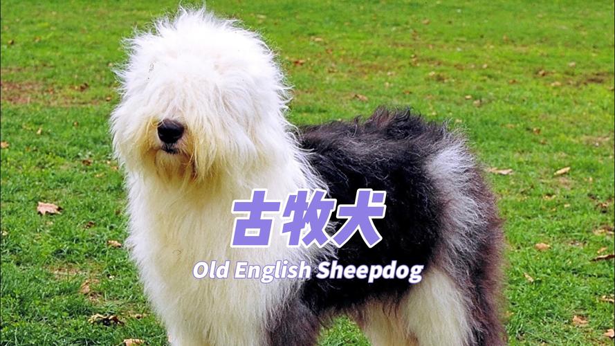 喀什古牧纯种选购指南：2026年五大正规厂家与口碑推荐