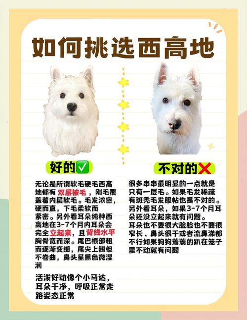 延边西高地纯种专业指南：2026年正规犬舍选购与价格分析