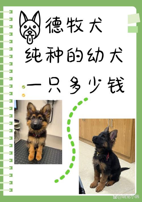 遵义德牧出售价格与正规购买渠道深度解析