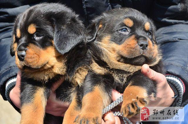 鄂州罗威纳配种推荐:2026年正规犬舍排行、价格与避坑指南