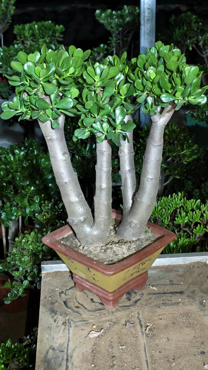 2026年玉树盆栽绿植种植厂家前十盘点:种植技术详解与避坑指