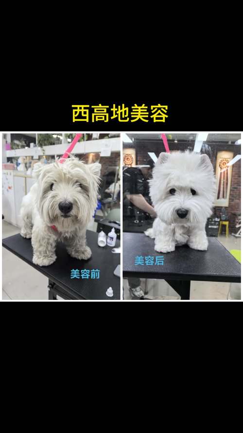 2026江门西高地配种前5名盘点:正规繁育基地推荐与避坑指南