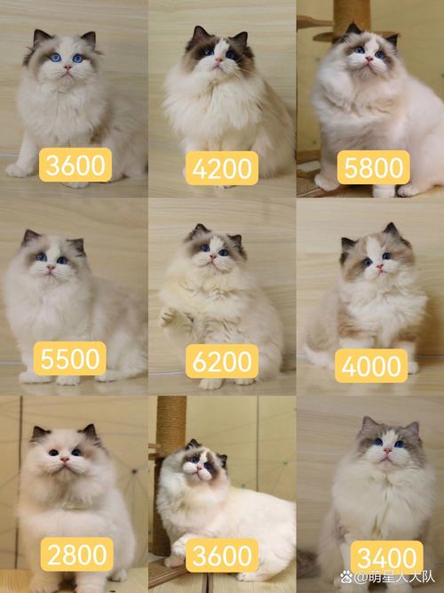 2026年阿克苏布偶猫出售5大正规渠道选购指南与价格分析