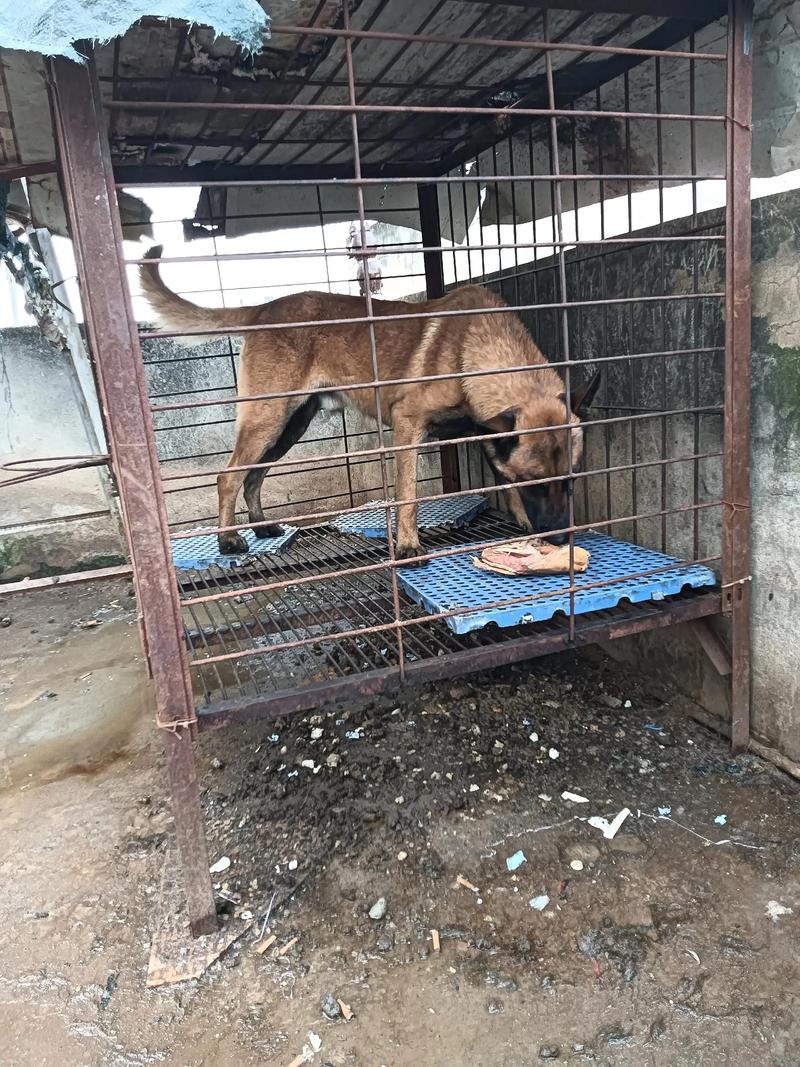 嘉兴马犬正宗费用解析：2026年正规犬场价格区间与选购避坑指