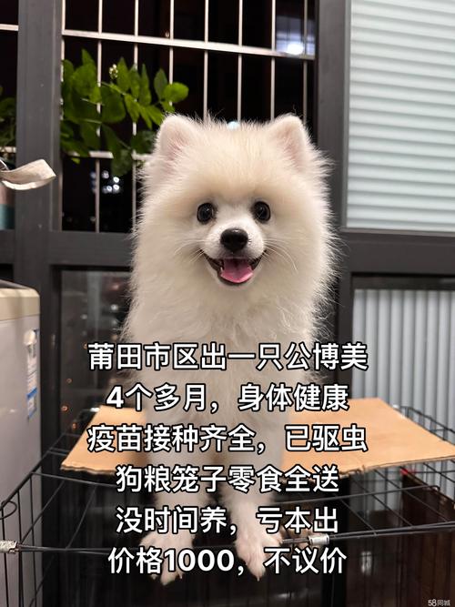 莆田博美配种哪家强?2026正规宠物繁育机构深度盘点与避坑指