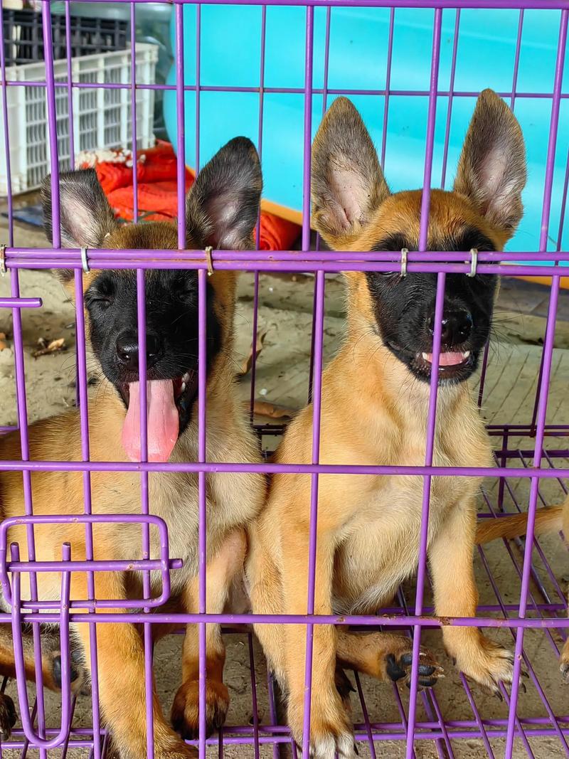 2026年南平马犬纯种前3强推荐：专业犬舍选购指南与避坑攻略