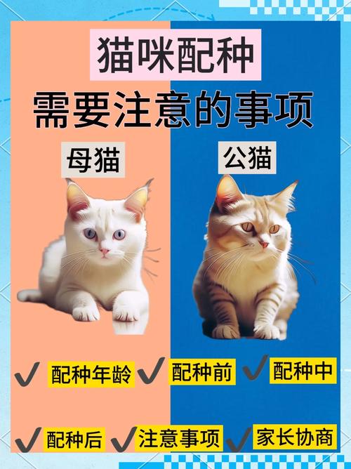 广州波斯猫配种排名2026:广州正规波斯猫繁育中心口碑推荐