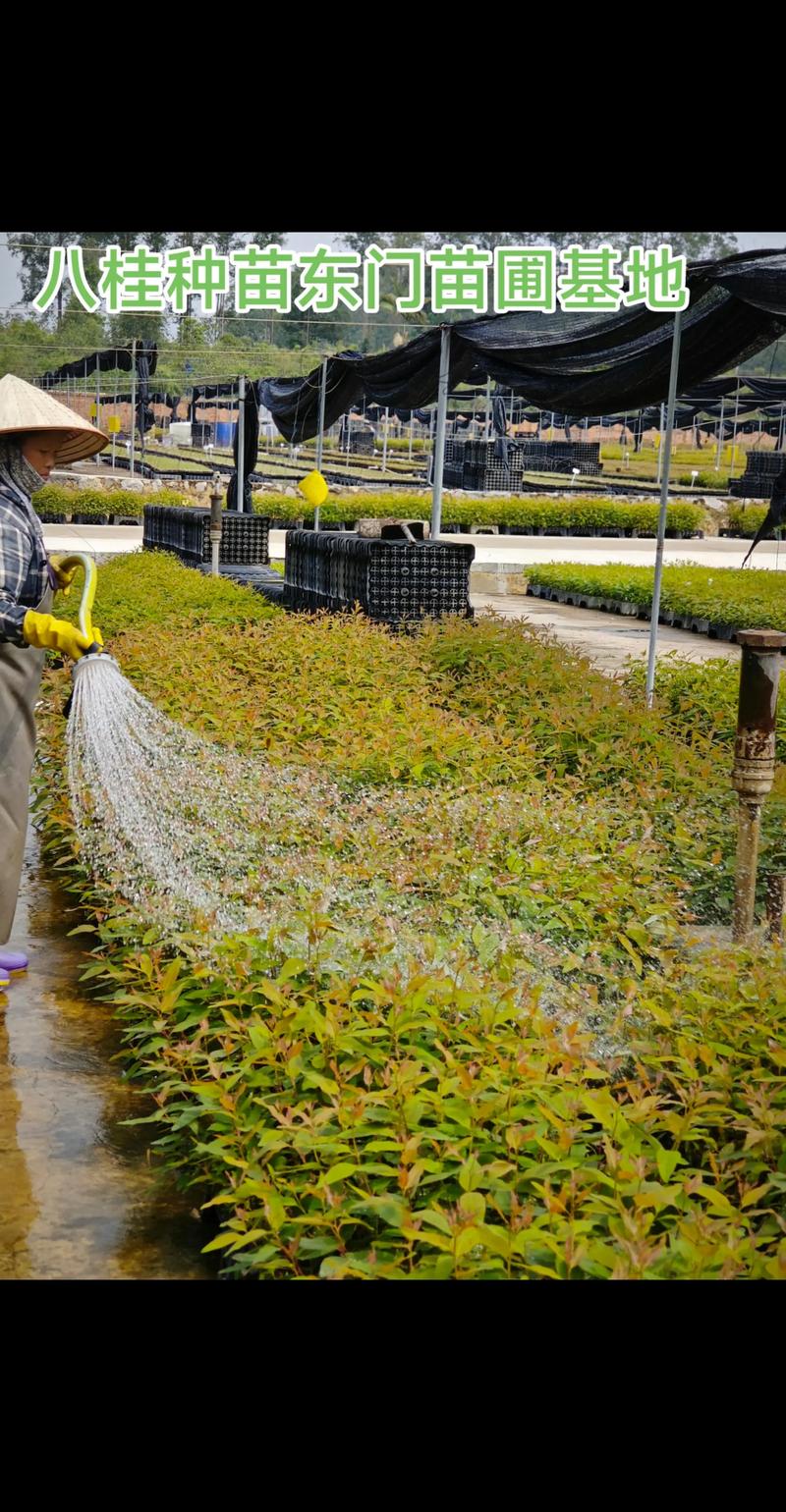 2026大理园林种苗苗圃厂家专业选择指南:工程绿化种植密度与