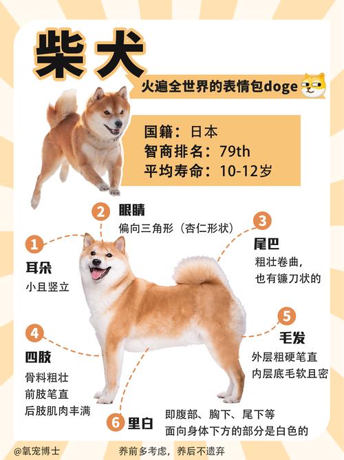 2026西宁柴犬正宗品质推荐及价格排行榜解析
