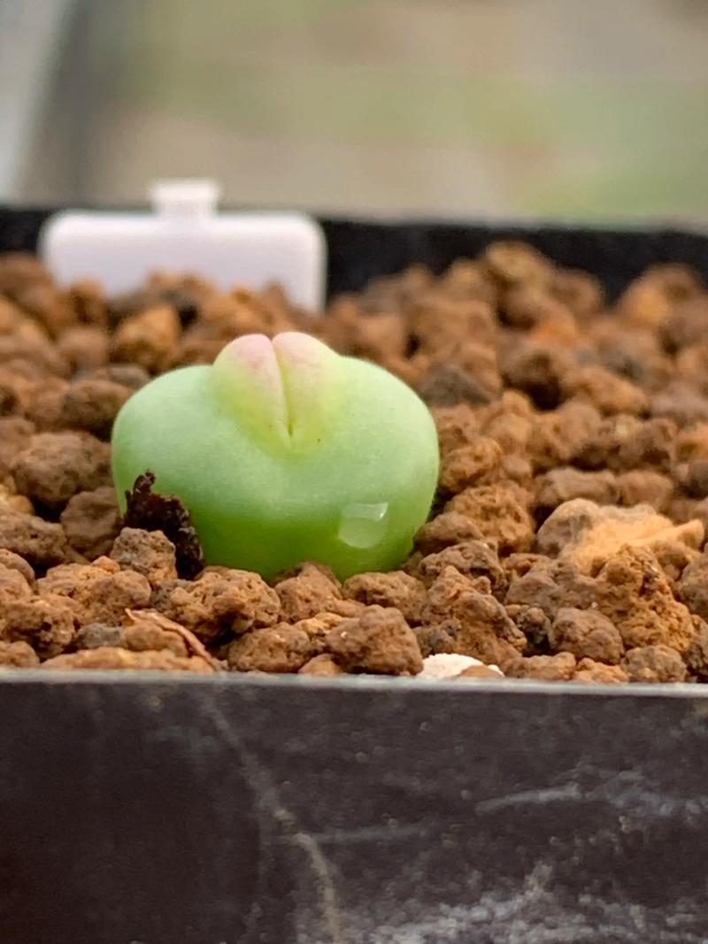 2026荆门本地多肉植物推荐前十:价格、口碑与选购指南