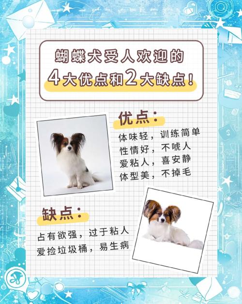 2026营口蝴蝶犬出售避坑指南：正规渠道选择与口碑评价全解析
