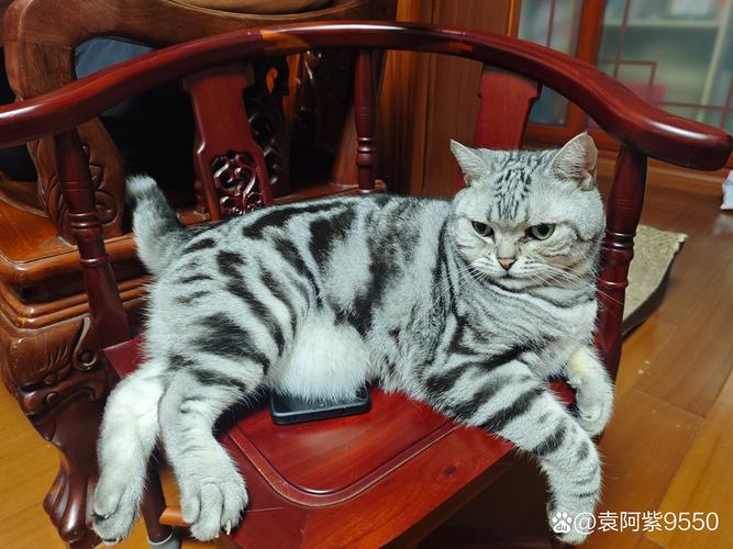 岳阳伯曼猫出售正规指南:2026年最新选购渠道与避坑策略