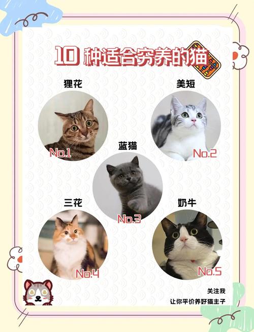 2026年乐山褴褛猫配种正规推荐:价格、口碑与优质基地排行榜