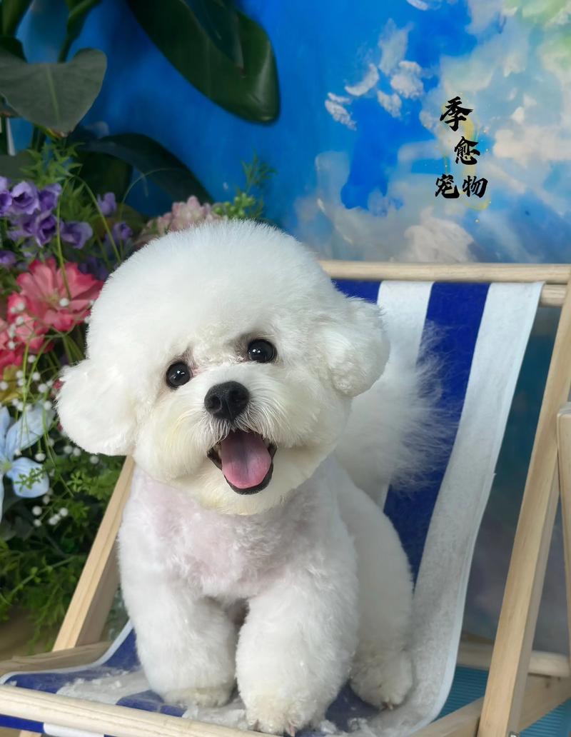 乌兰察布比熊配种十强2026盘点:正规口碑价格TOP推荐榜单