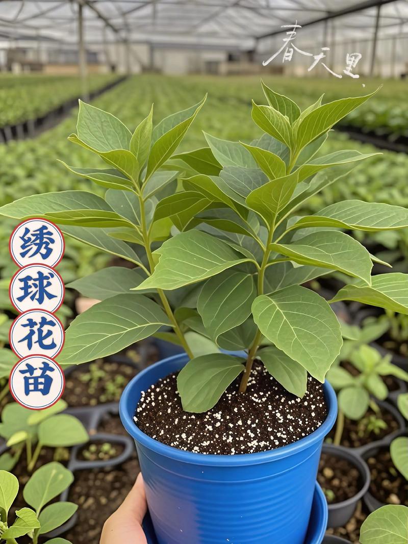 2026阿克苏花苗种球十强盘点：本地气候下的优选品种与种植技