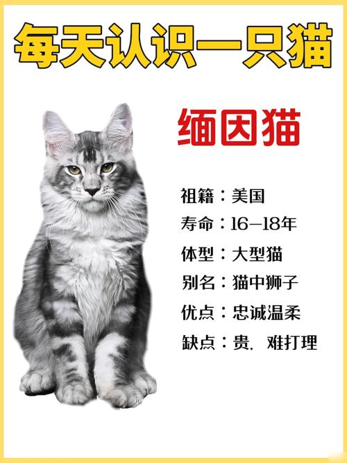 2026玉树伯曼猫厂家正规推荐：纯种猫避坑指南与优质供应盘点