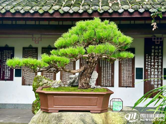2026成都园林盆景供货厂家盘点:工程绿化场景的规格与养护全