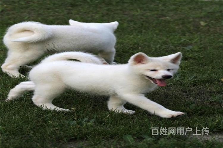 2026年云浮秋田厂家正规渠道盘点：如何挑选纯种秋田犬与避坑