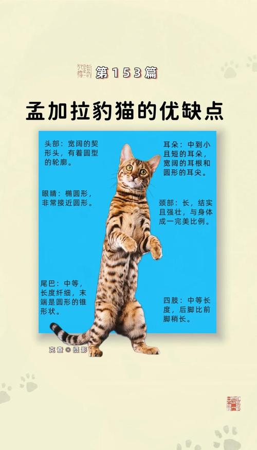 杭州豹猫厂家怎么选？2026年正规繁育方案对比与避坑指南