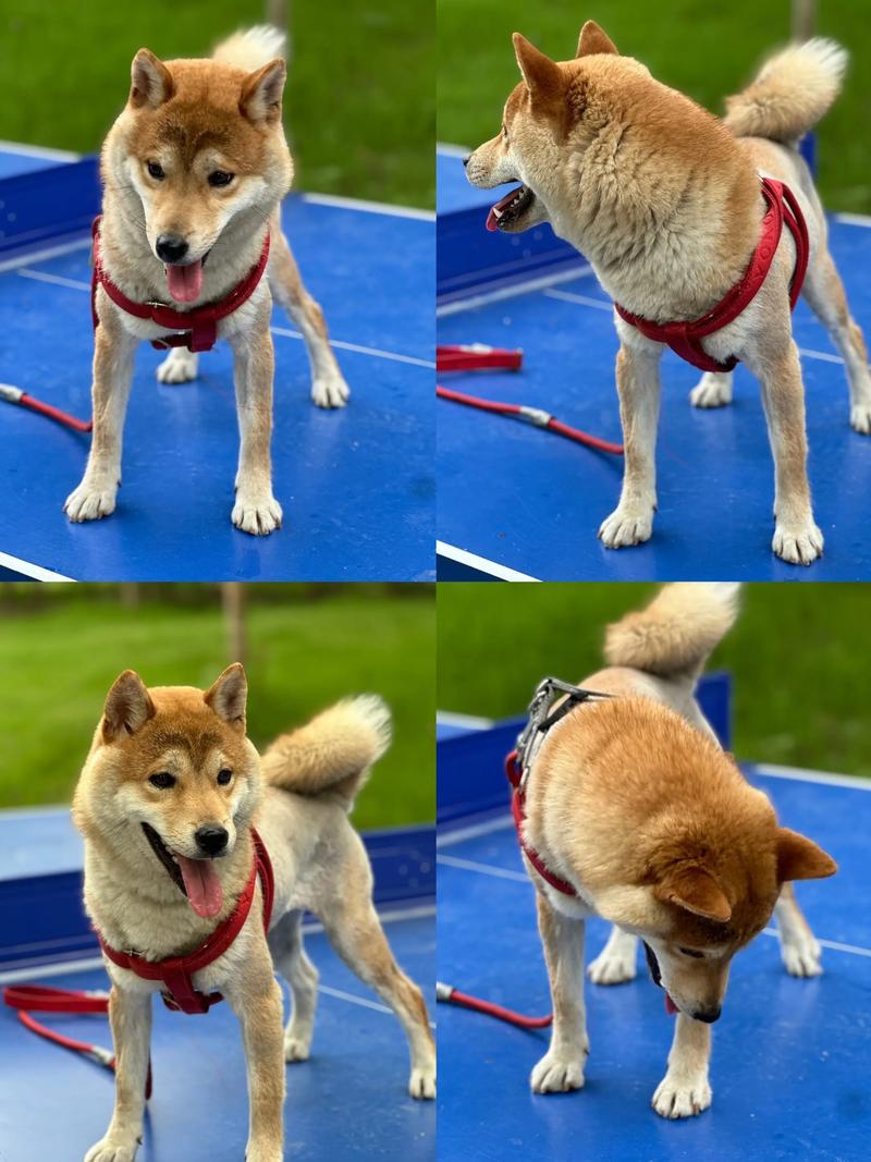 2026随州柴犬厂家推荐：正规繁育基地盘点与价格避坑指南