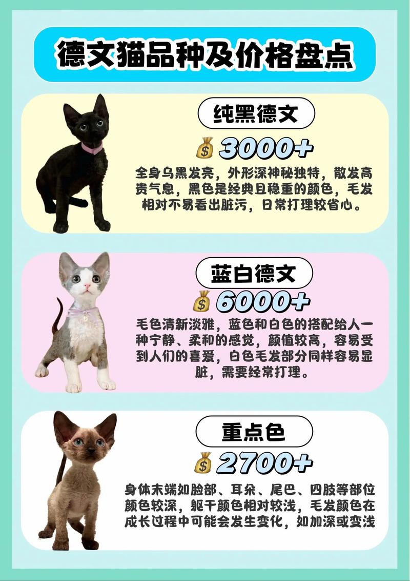 抚州德文卷毛猫厂家价格及2026年正规选购避坑指南