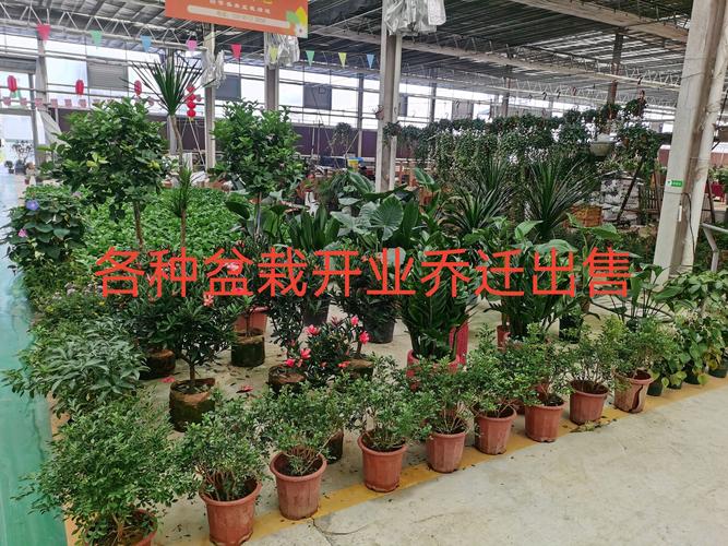 2026扬州鲜花养护公司避坑指南:专业养护与日常管理实操解析