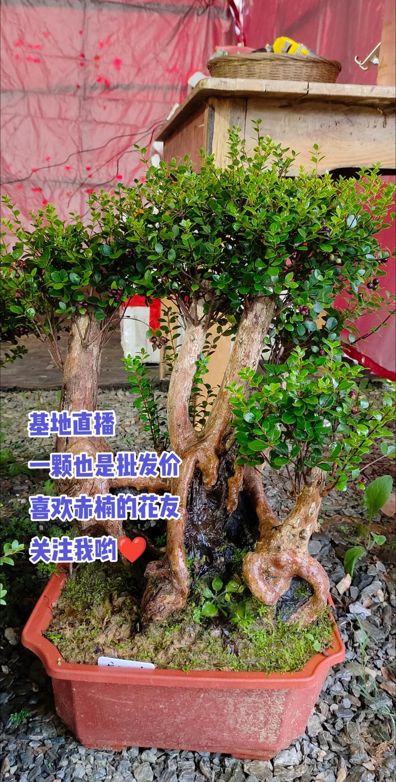 2026通化庆典演出盆景批发代理商价格参考及正规选购指南