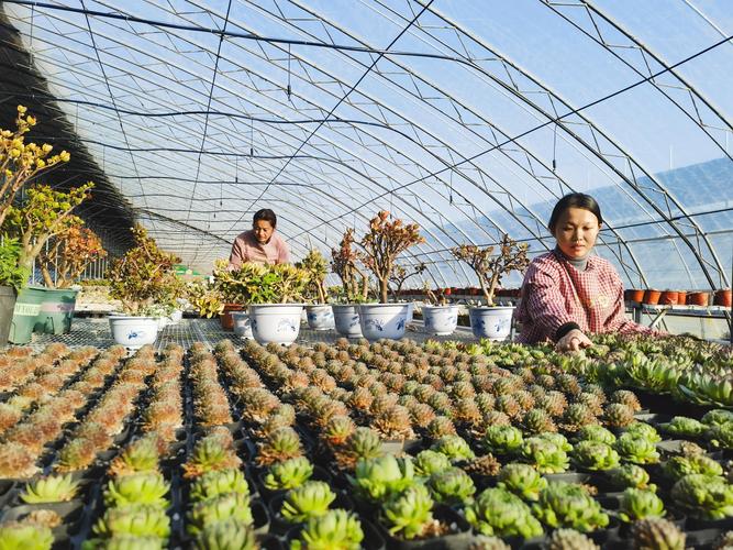 随州多肉植物种植厂家哪家强？2026年行业推荐及专业栽培技术