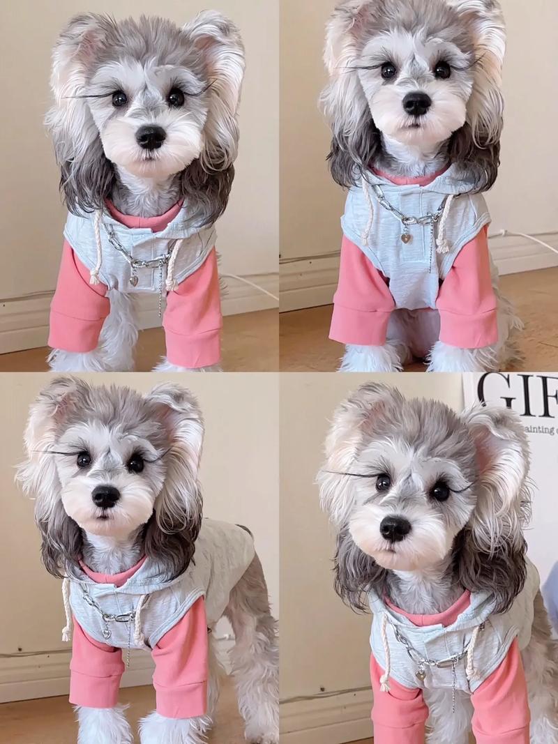 潍坊雪纳瑞纯种价格参考与2026年正规犬类选购指南