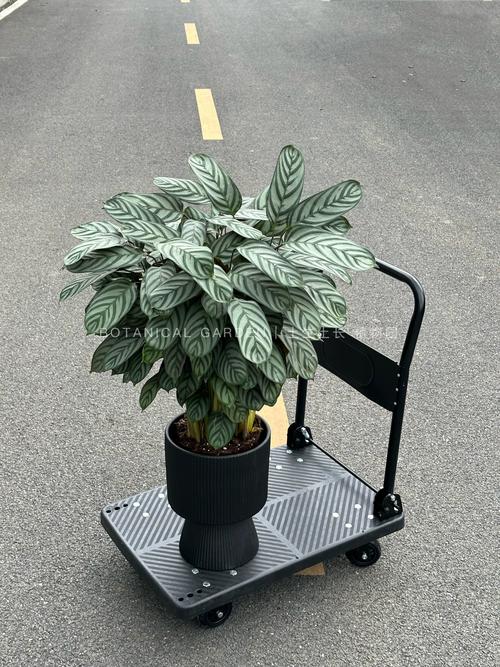 阿克苏盆栽绿植种植厂家TOP3推荐：从种植技术到庭院风水的双